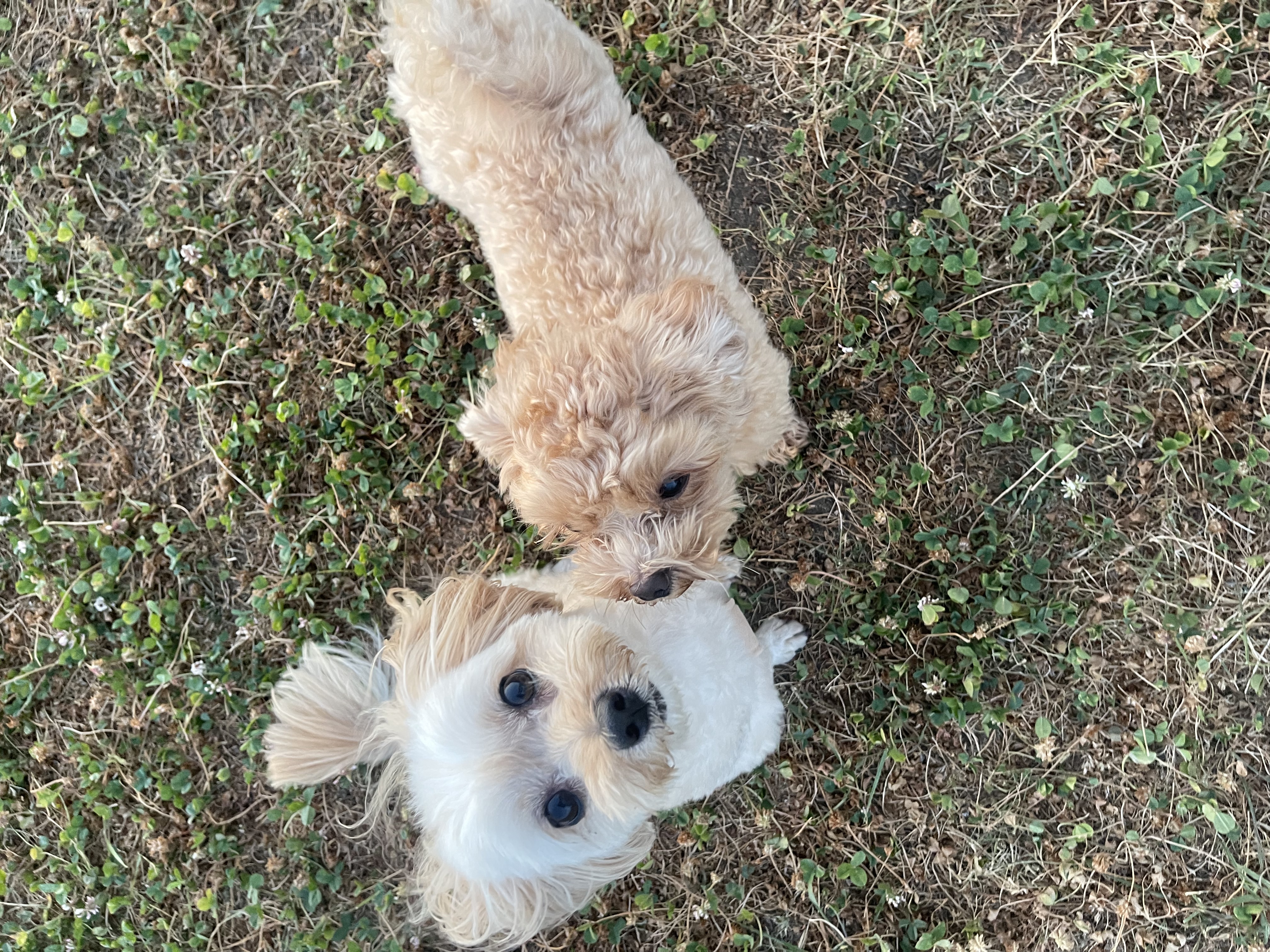 大切な家族である犬の写真